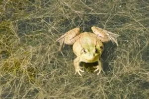 fun things to do outside with kids