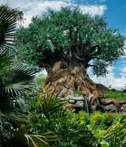 Animal Kingdom Tree Disney World